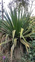 Furcraea