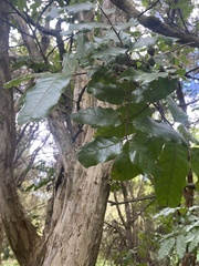 Alectryon excelsus excelsus