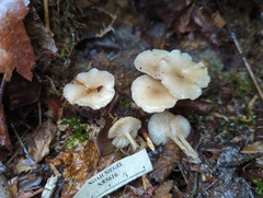 Clitocybe salmonilamella