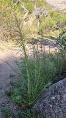 Vernonanthura nudiflora