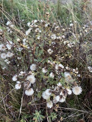 Symphyotrichum chilense
