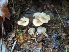 Clitocybe salmonilamella