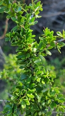 Condalia microphylla