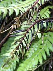 Blechnum chambersii