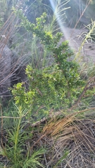 Condalia microphylla