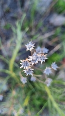 Vernonanthura nudiflora