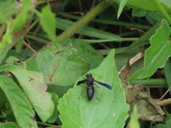 Anterhynchium flavomarginatum
