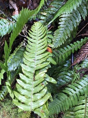 Blechnum chambersii