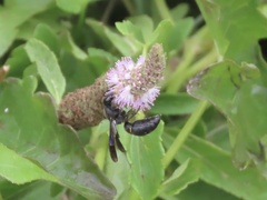 Anterhynchium flavomarginatum