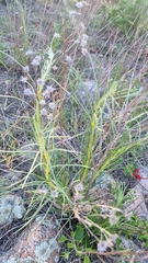 Vernonanthura nudiflora