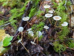 Strobilurus albipilatus