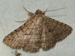 Diatenes aglossoides