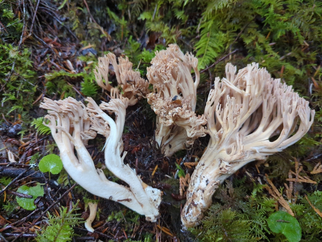 Ramaria spinulosa