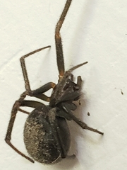Steatoda grossa