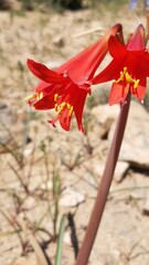 Zephyranthes phycelloides