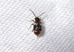 Ptinus bimaculatus