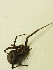 Steatoda grossa