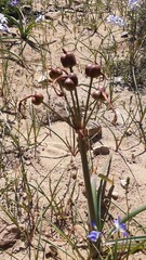 Zephyranthes phycelloides