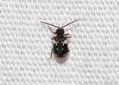 Ptinus bimaculatus