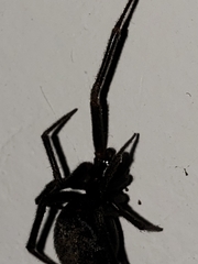 Steatoda grossa