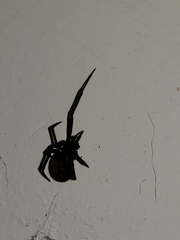 Steatoda grossa