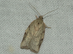 Euchaetis inceptella