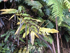 Blechnum wattsii