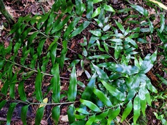 Asplenium oblongifolium