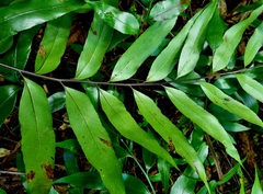 Asplenium oblongifolium