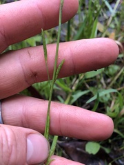 Glyceria declinata