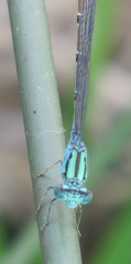 Pseudagrion coeleste umsingaziense