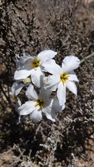 Leucocoryne coquimbensis