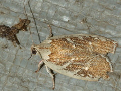 Euchaetis rhizobola