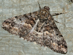 Gastrinodes argoplaca