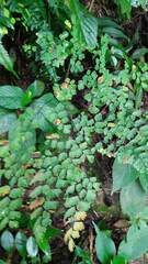 Adiantum raddianum