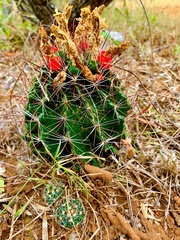 Hamatocactus setispinus