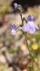 Nuttallanthus texanus