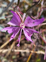 Clarkia bottae