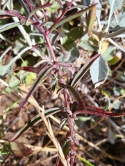 Clarkia bottae