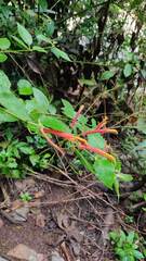 Heliconia latispatha