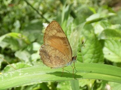 Tegosa