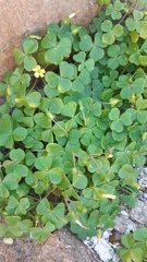 Oxalis megalorrhiza