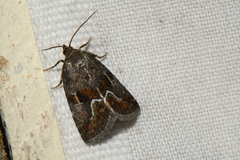 Deltote bellicula