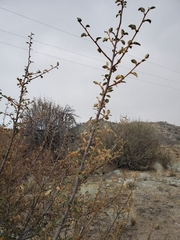 Fremontodendron californicum