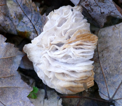 Hypomyces tremellicola