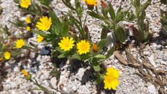 Calendula arvensis