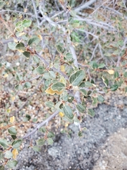 Fremontodendron californicum