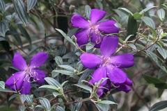 Pleroma semidecandrum