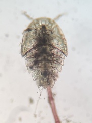 Copepoda