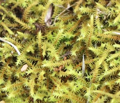 Triquetrella papillata